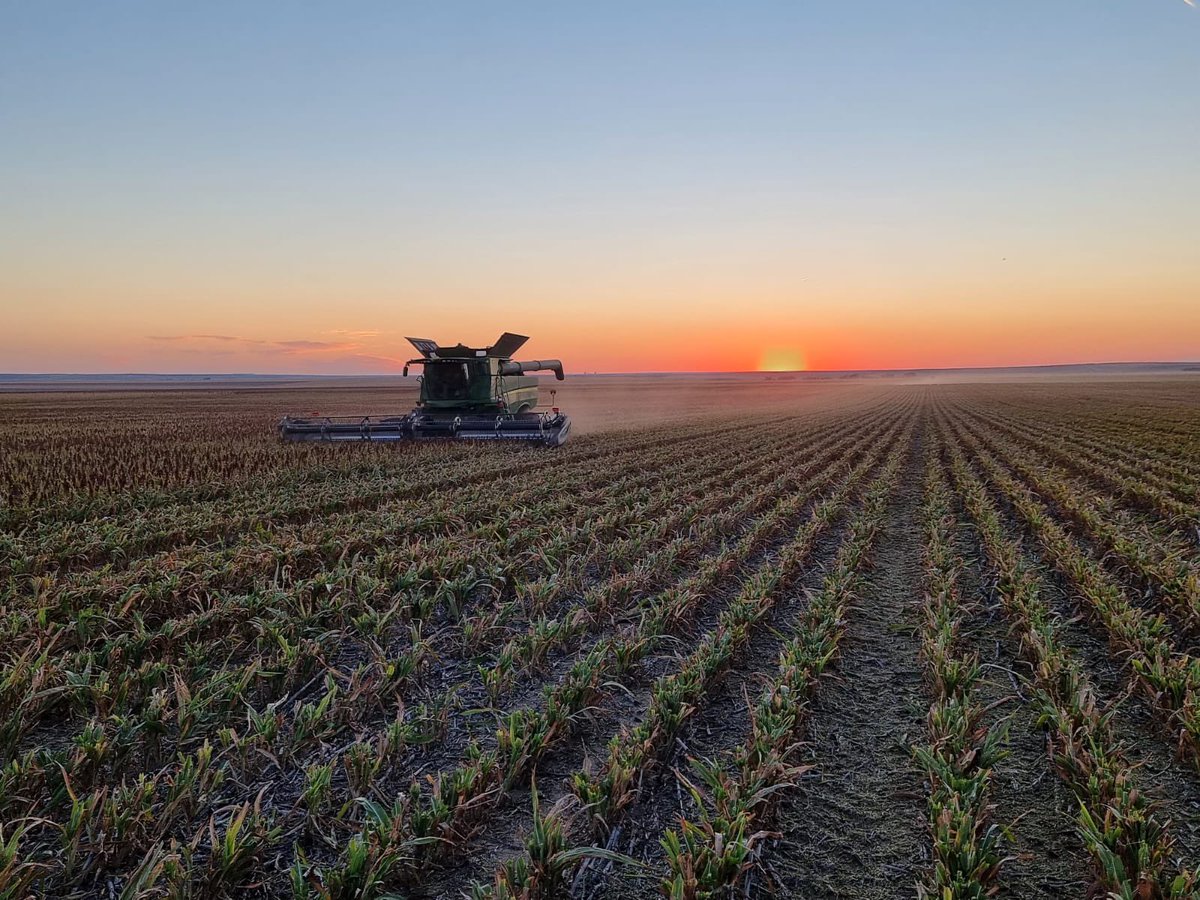 AlistairBrook's tweet photo. Day 149 of #harvest22 and the end of a productive week, we’ve found some crops worth cutting at last👌🌽🌾 https://t.co/8JnqbJm5FQ