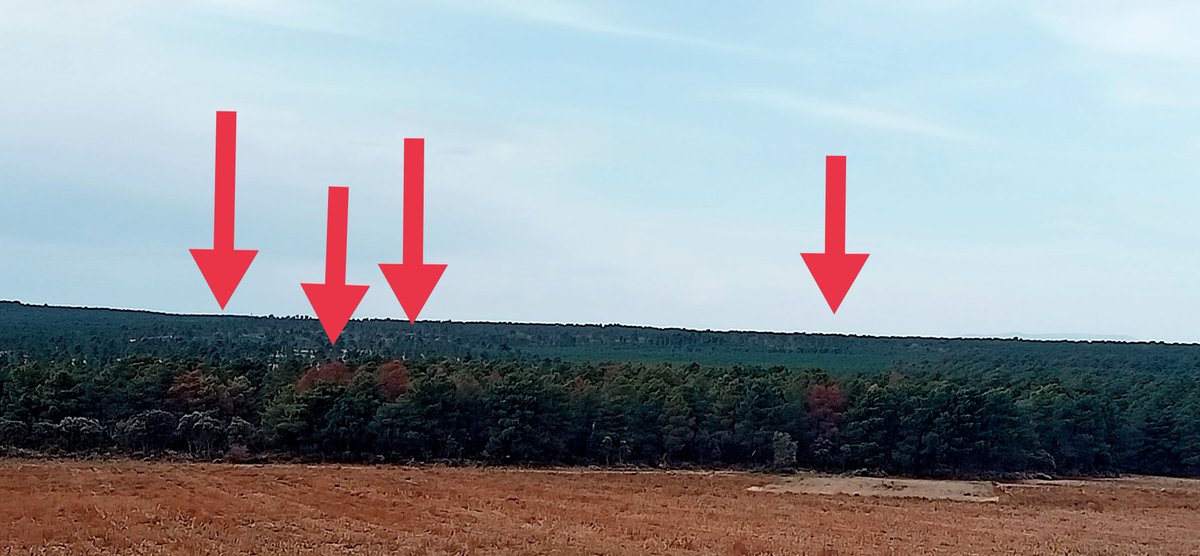 AngelaBlazquez2's tweet photo. Efectos de la sequía que estamos sufriendo en pinus pinaster https://t.co/UYUr7vqRKr