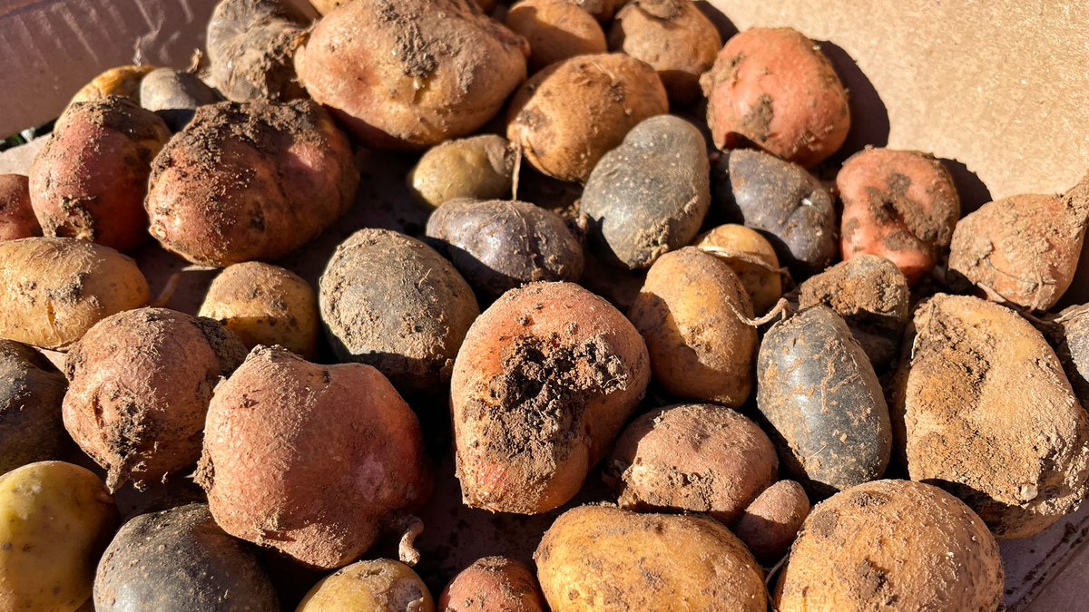 thomaswinzer's tweet photo. Heute die ersten Kartoffeln vom #Versuchsfeld im INOSOFT Garten geerntet. Bin gespannt wie sie schmecken. https://t.co/0GJQxVrTf1