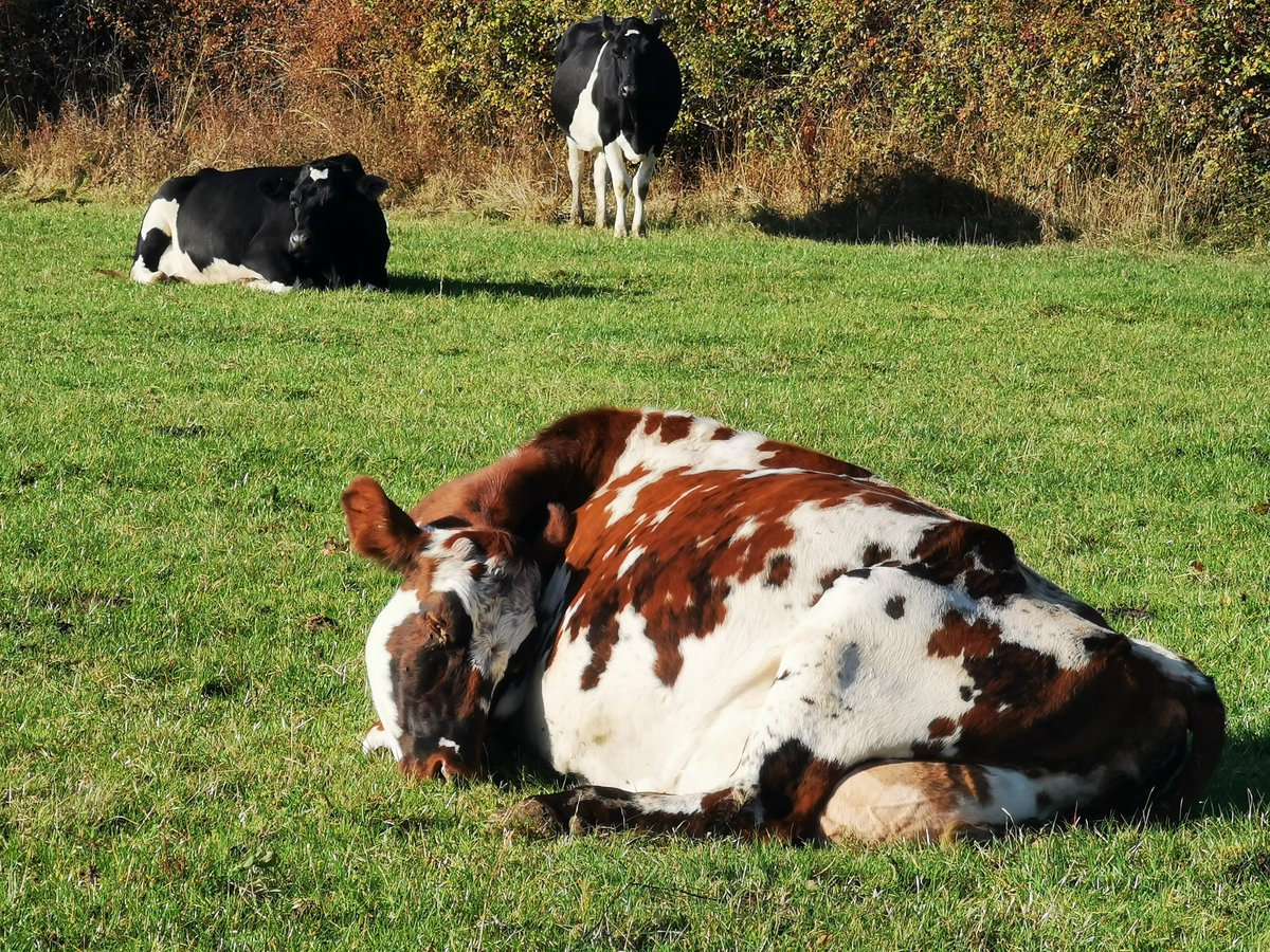 Spotty Emma enjoying a  Sunday snooze in the sunshine....