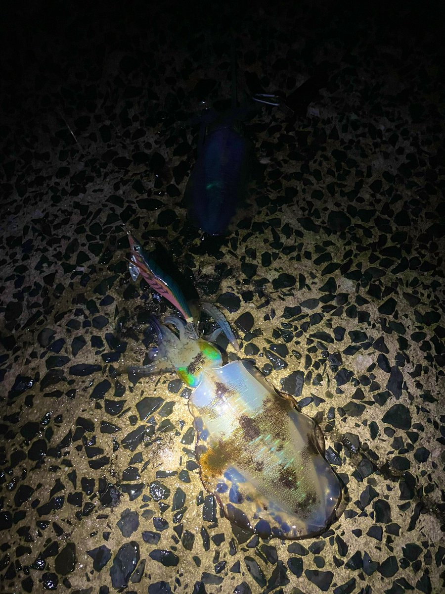 wacchi9131's tweet photo. 夕まずめに良型キャッチ🦑
3.5号でも釣れる季節になりましたねー！
綺麗な夕焼けも見れて良い1日となりました😊

#エギング
#ストイストRT
#ルビアスエアリティー
#エギ王k https://t.co/htbYmv2ia3