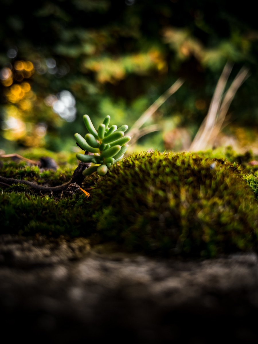 Le petit monde. 🌿🍄