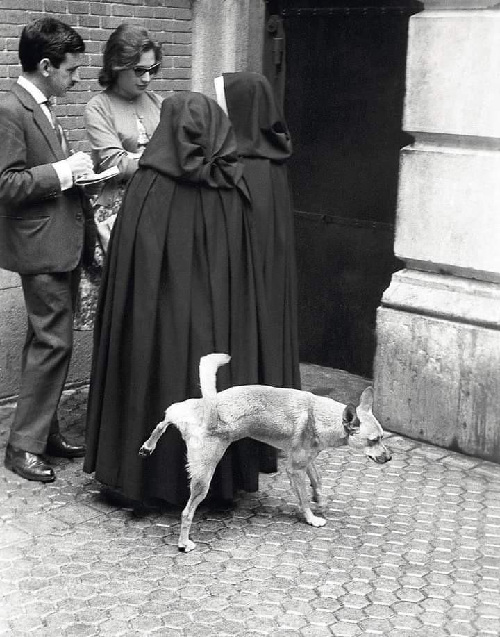 Shine_McShine's tweet photo. Ignorando cualquier viso de respeto por las autoridades eclesiásticas, un perrete decide echar una meadita sobre el hábito de una monja.

Madrid, España,  1960 | 📸 Manuel Iglesias https://t.co/LSWry7w7h3