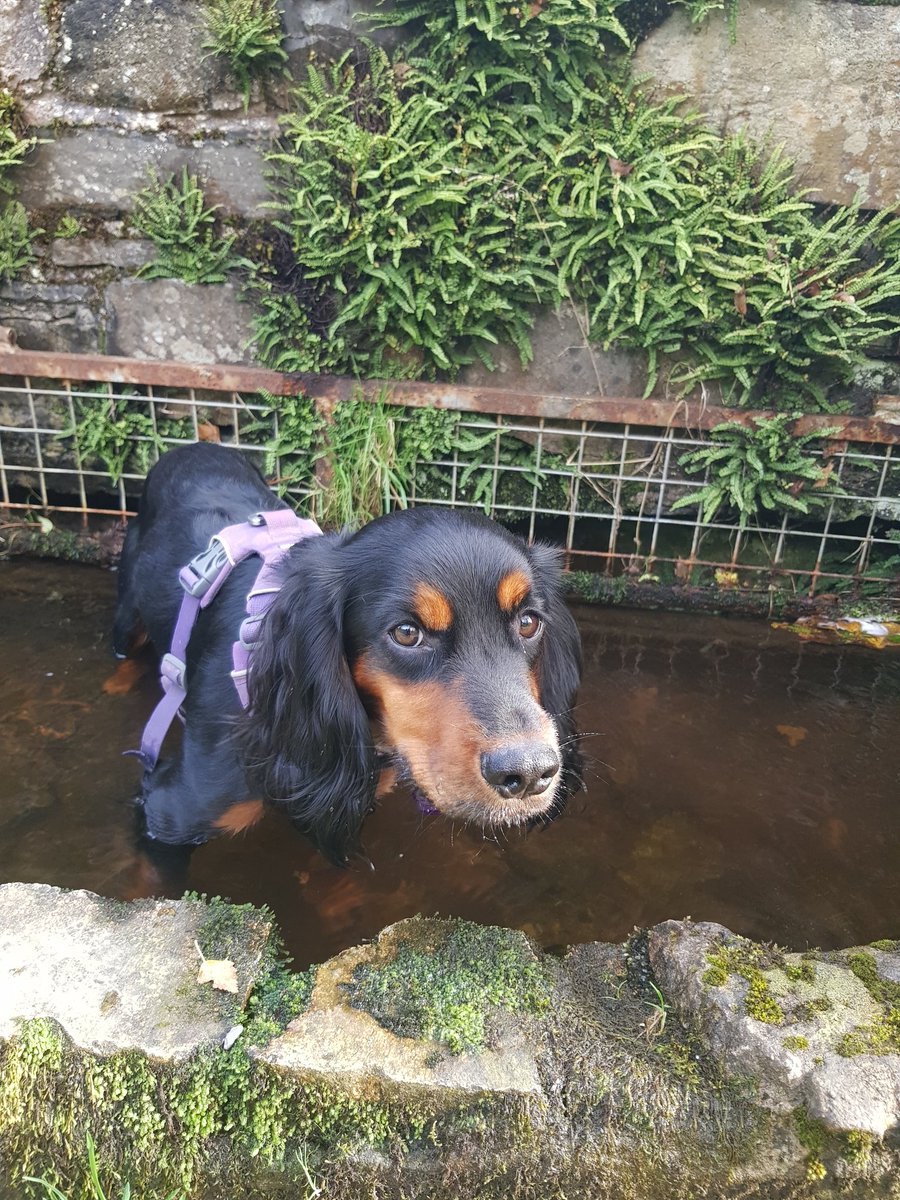 DogGhyll's tweet photo. Living my best life #lakedistrictdog
K9 and human wellbeing ✅🐾🐾
@NCIC_staff_HW @NCICNHS https://t.co/CDGUD2IQZS