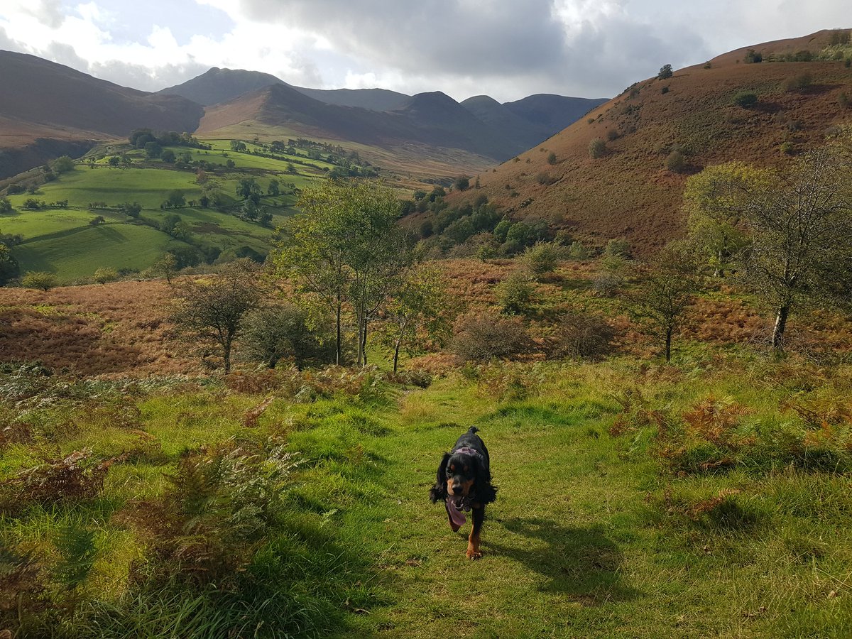 DogGhyll's tweet photo. Living my best life #lakedistrictdog
K9 and human wellbeing ✅🐾🐾
@NCIC_staff_HW @NCICNHS https://t.co/CDGUD2IQZS