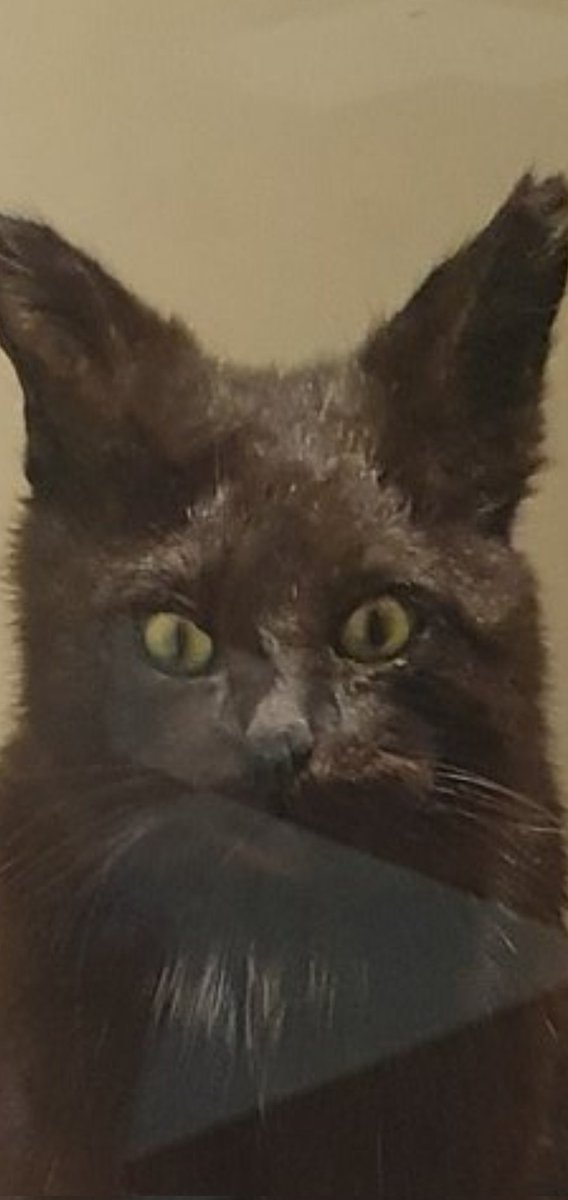 badtaxidermy's tweet photo. https://t.co/5MuJ8c1oiz