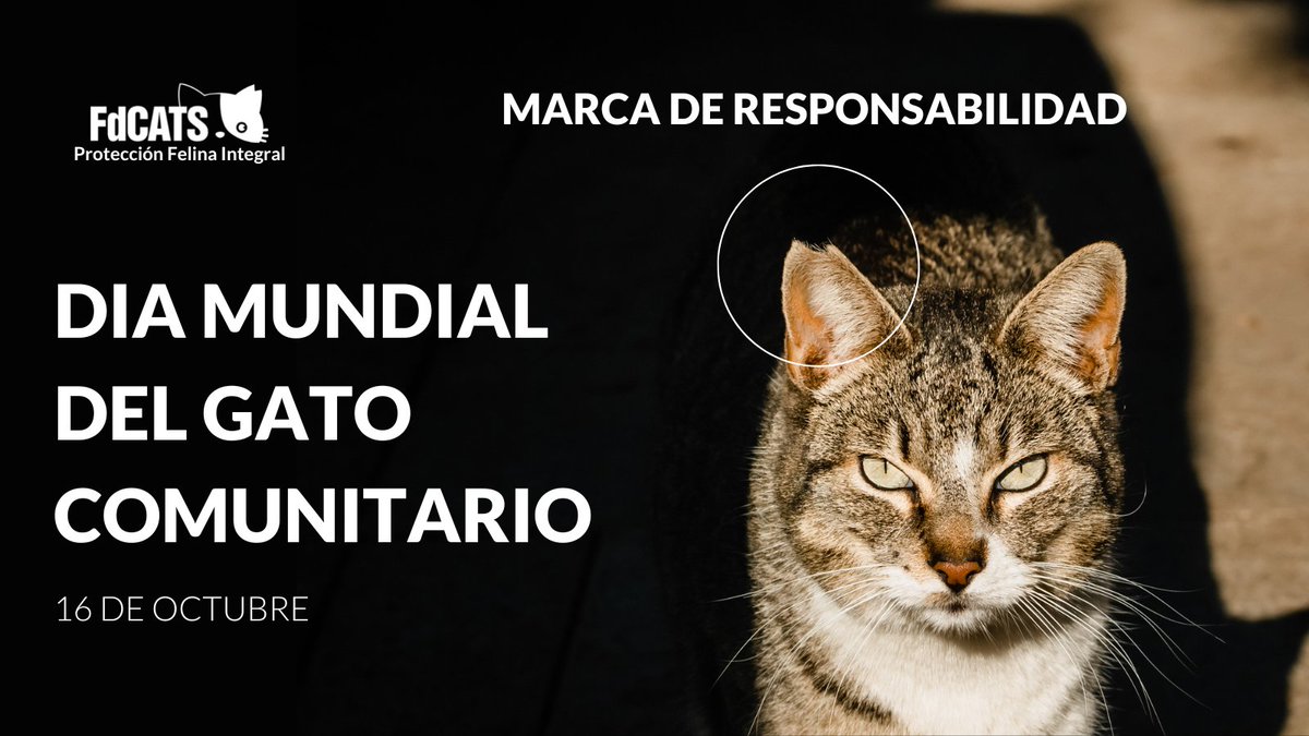 FdCATS's tweet photo. Día MUNDIAL DEL GATO COMUNITARIO 🐈🌍 🗓️16 de octubre.  
@FdCATS trabajamos para que el #CER se a la única opción para el control poblacional en todo el territorio Español
#NOMETOQUESLOSGATO https://t.co/ZpWQurKxdo