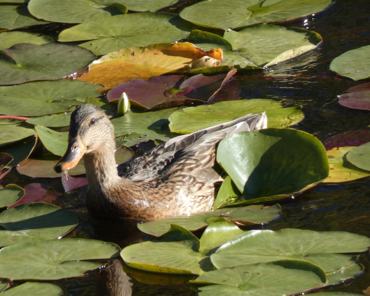 BRotness's tweet photo. Just a little bit of beauty from Seeley Lake...
#birds #birding #nature
#TwitterNatureCommunity #birdphotography https://t.co/SaDTlb4L5f