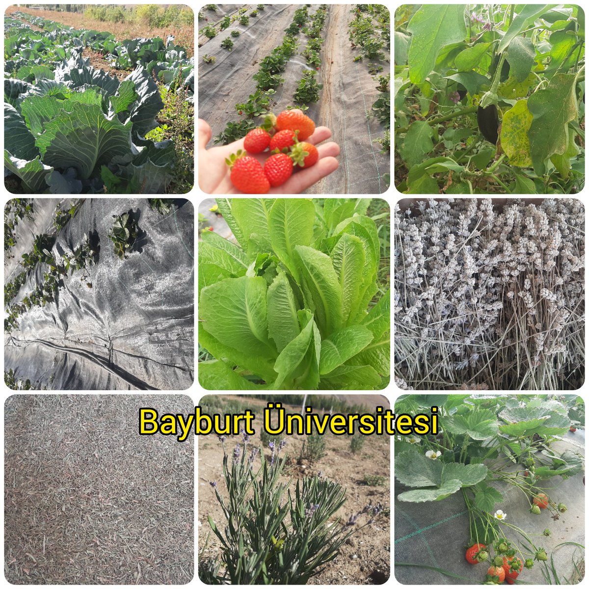 SeniSvrmBayburt's tweet photo. Bayburt Üniversitesi Uygulama ve Araştırma Sahası’ndayız

#tarhun #lavanta #morpatates #gojiberry #soyafasulyesi #ayçekirdeği #çilek #domates #salatalık #nane #böğürtlen başta olmak üzere otuz civarında farklı ürün yetiştiriliyor.
 Emeği geçen herkese teşekkürler https://t.co/BsiMdbudUy