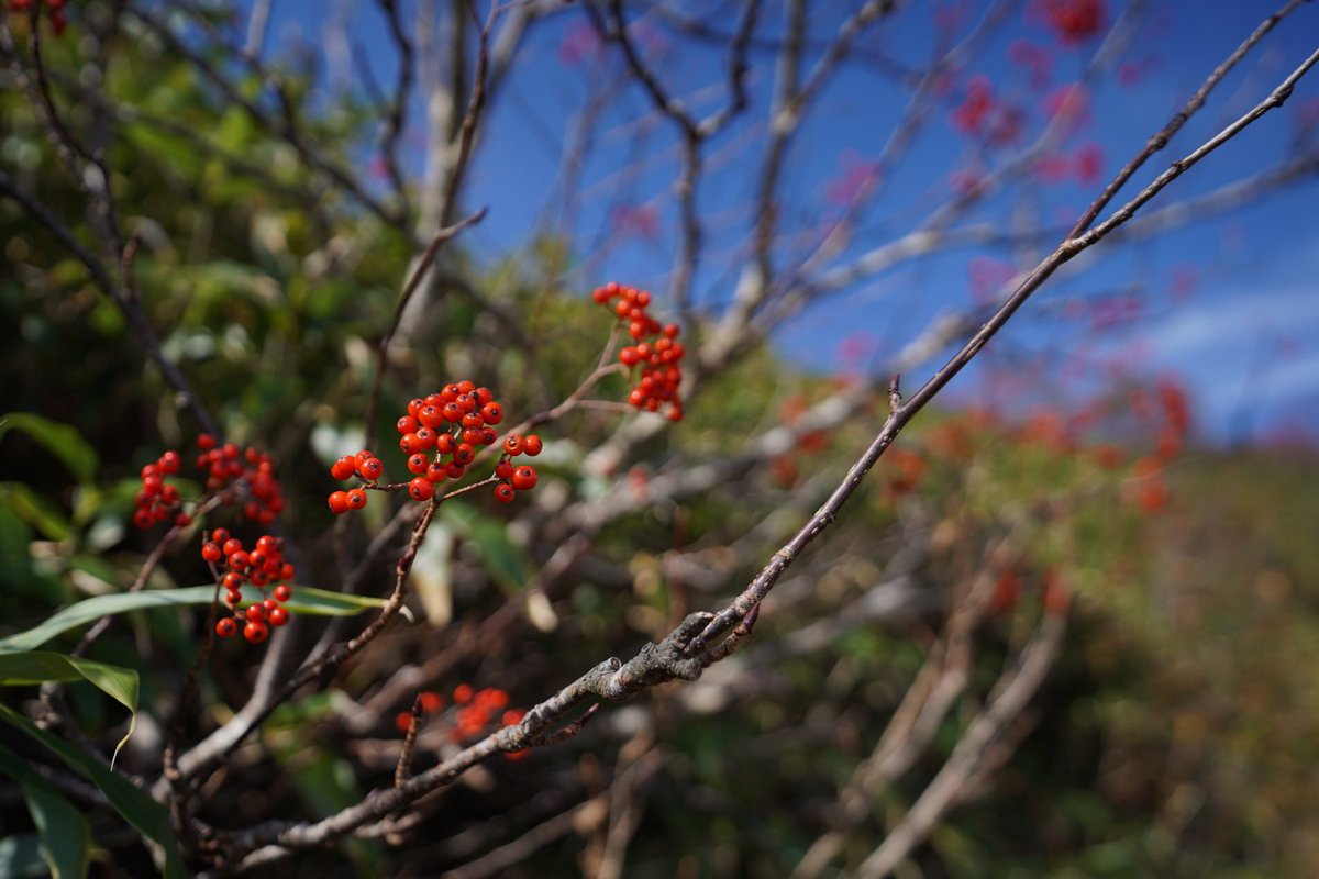 Katto08824360's tweet photo. 八幡平茶臼岳から望む岩手山
そしてアスピーテラインの紅葉
���ノトーンと極彩色の一粒で二度美味しい季節
#八幡平 #茶臼岳 #アスピーテライン https://t.co/qjNgR1jiDg