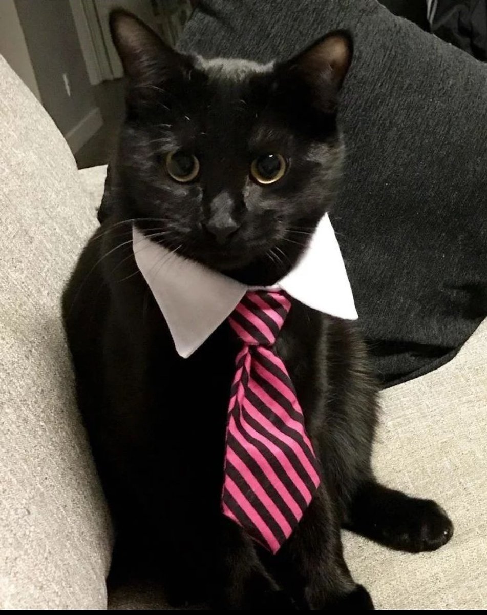 DontShowYourCat's tweet photo. his ass is NOT a lawyer 😩 https://t.co/R66ZkZD53c
