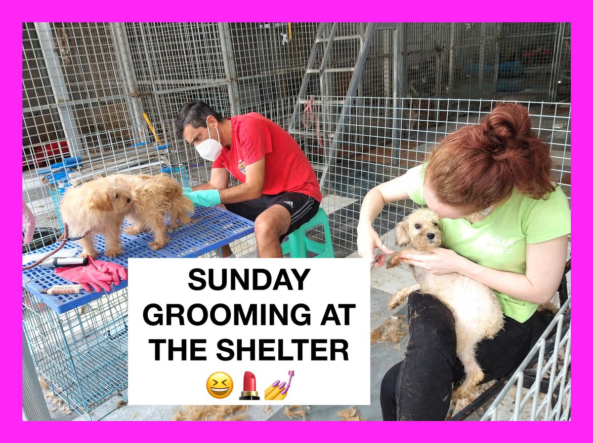 DorisWasNotMeat's tweet photo. 1400 dogs rescued from the meat market! A lot to do. It’s important to look fabulous! Thank you to all the kindhearted people in the Chongqing community! #RescueDogs https://t.co/dNEbvEMJCO
