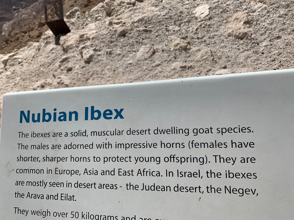 Did a Nubian Ibex write this