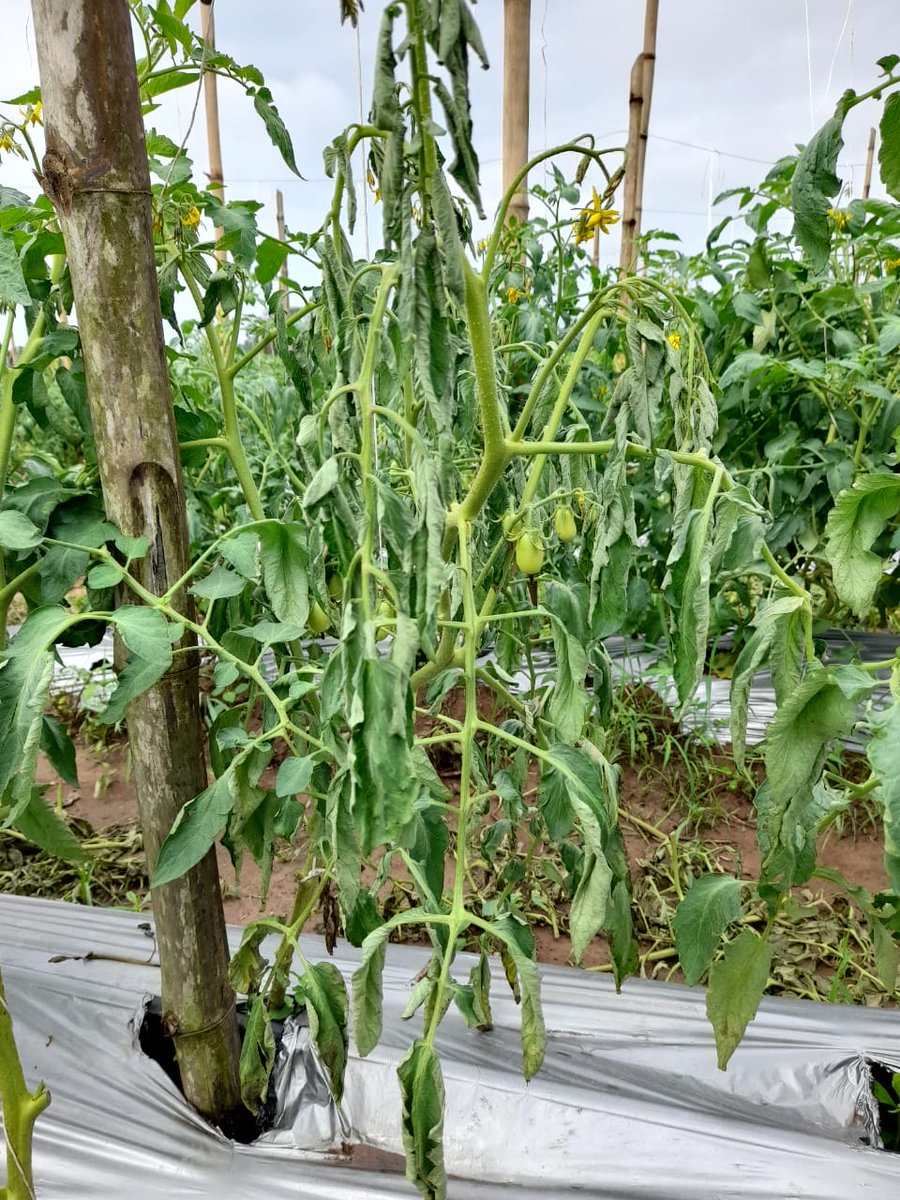 Fisherwoman™ tweet media