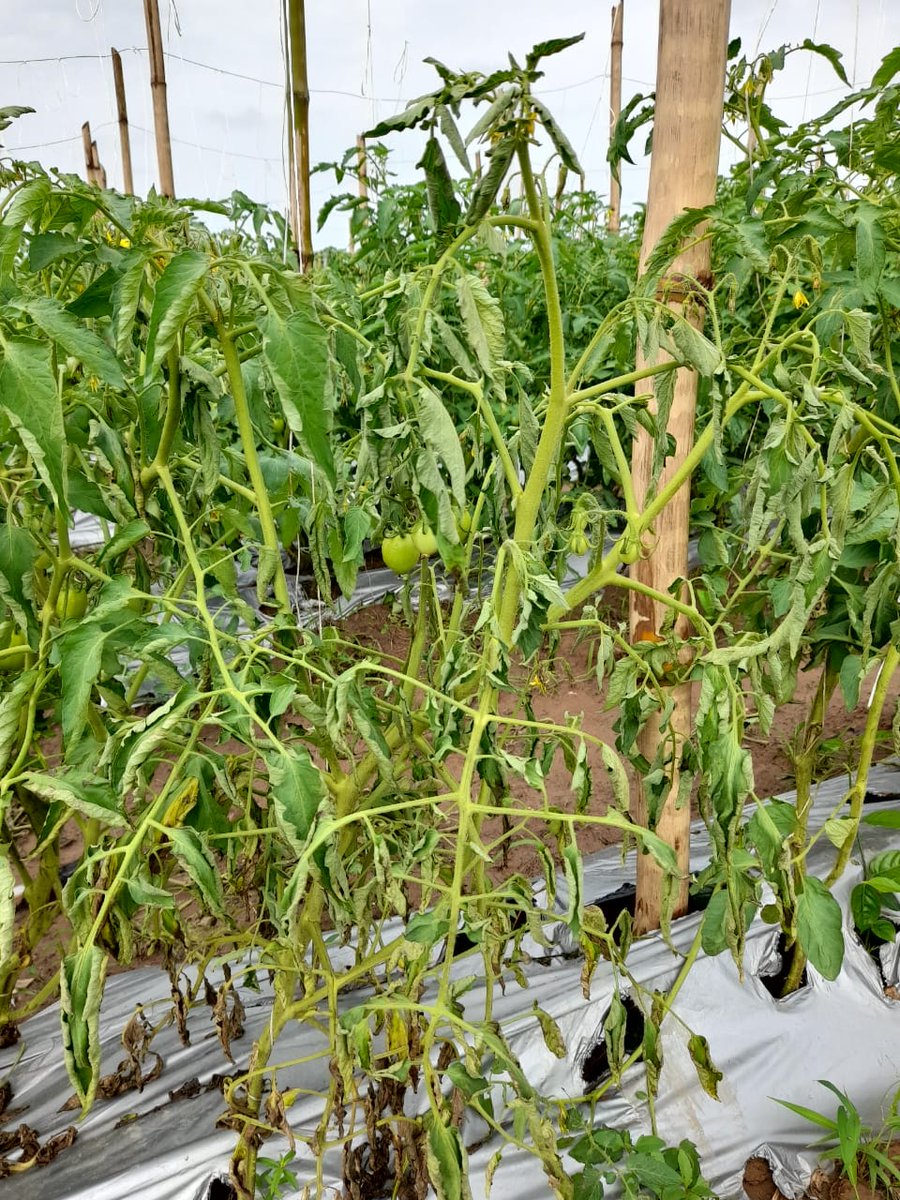 Fisherwoman™ tweet media