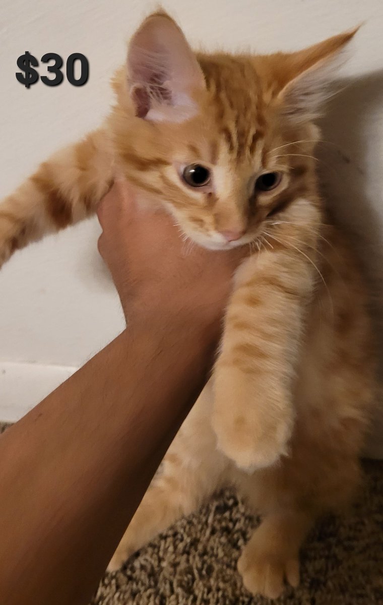 TaterTottMusic's tweet photo. #Girdwood #Anchorage #EagleRiver #Chugiak #PetersCreek #Eklutna #Palmer #Wasilla #Alaska #Cats #Kittens
They are just over 2 months old &amp; litterbox trained 😁 Very cuddly 💖 https://t.co/2F2nSMXFjU
