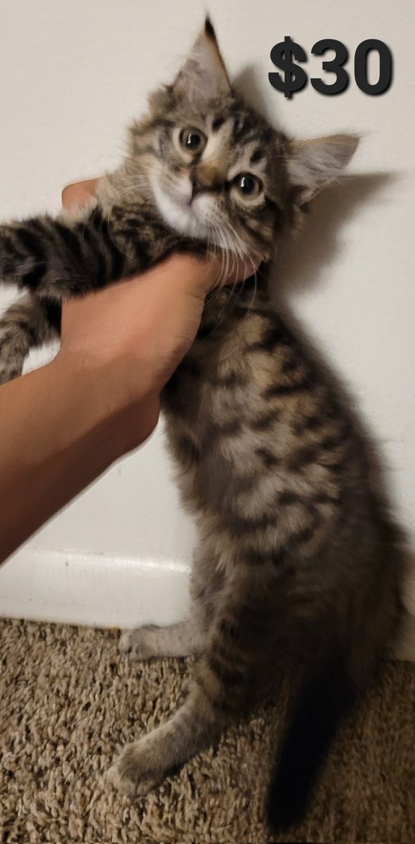 TaterTottMusic's tweet photo. #Girdwood #Anchorage #EagleRiver #Chugiak #PetersCreek #Eklutna #Palmer #Wasilla #Alaska #Cats #Kittens
They are just over 2 months old &amp; litterbox trained 😁 Very cuddly 💖 https://t.co/2F2nSMXFjU