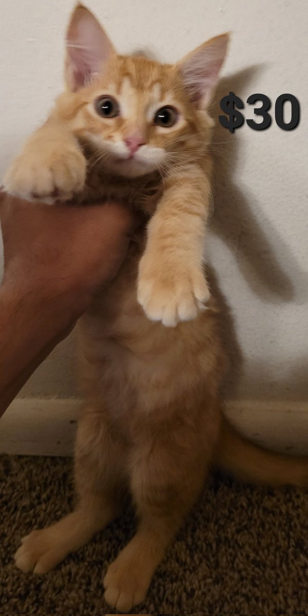 TaterTottMusic's tweet photo. #Girdwood #Anchorage #EagleRiver #Chugiak #PetersCreek #Eklutna #Palmer #Wasilla #Alaska #Cats #Kittens
They are just over 2 months old &amp; litterbox trained 😁 Very cuddly 💖 https://t.co/2F2nSMXFjU