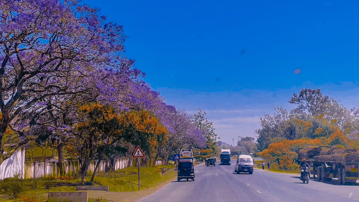 DMgumba's tweet photo. Jacaranda season is here.
Where would you rather be in Tanzania?!
#VisitIringa #Iringa https://t.co/Kk9Fto9ae3