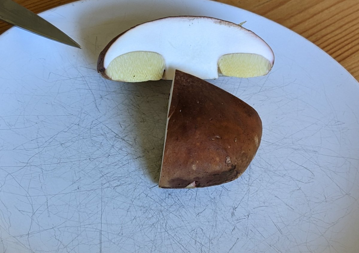 (Stein) Pilz Zeit. 😋
#foodporn #regional