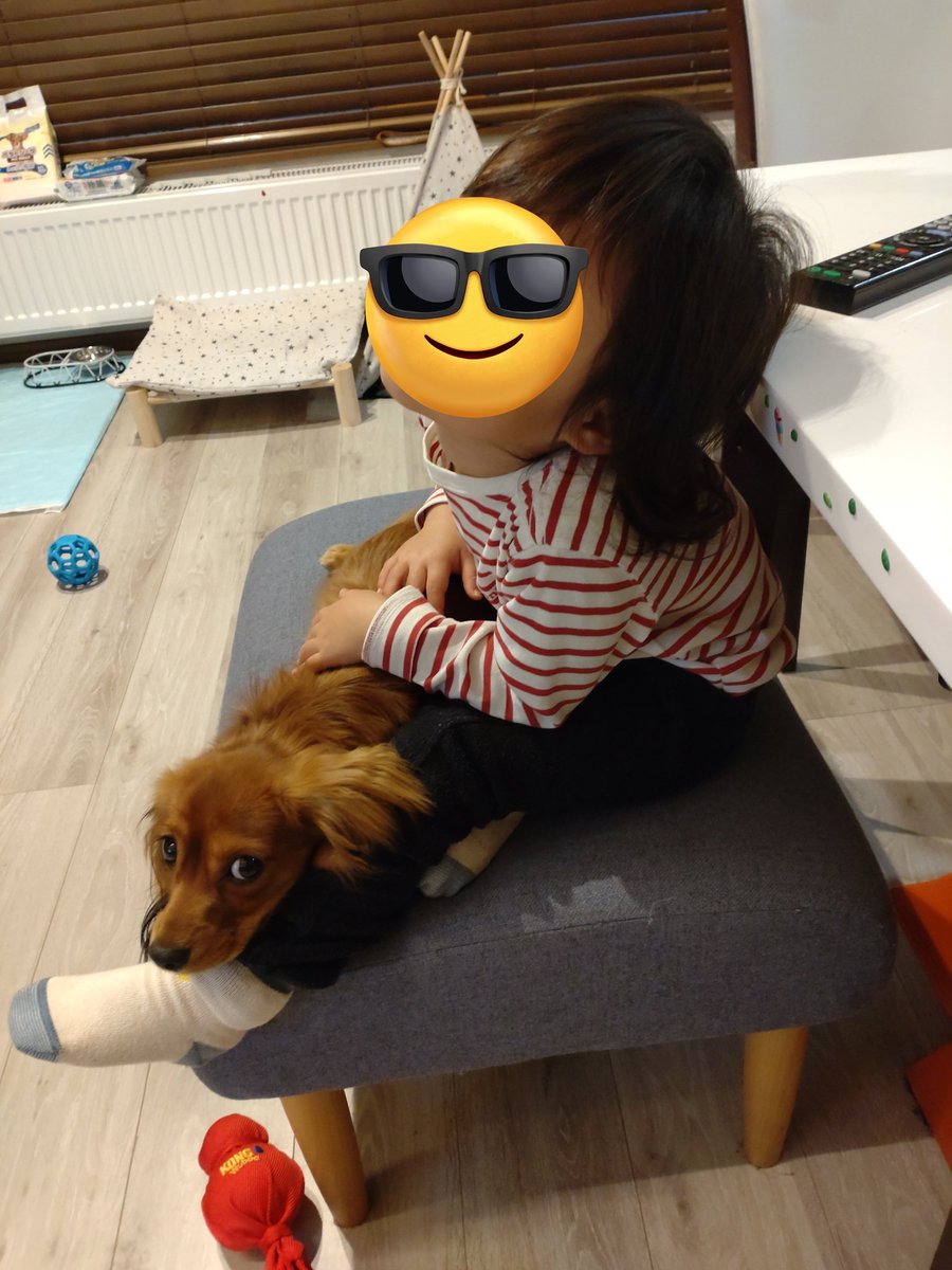 bgoro1111111's tweet photo. どんぐりがきてから、次女が赤ちゃん返り気味。
でもなんだかんだ仲良しな二人。 https://t.co/MLYnMhjjh6