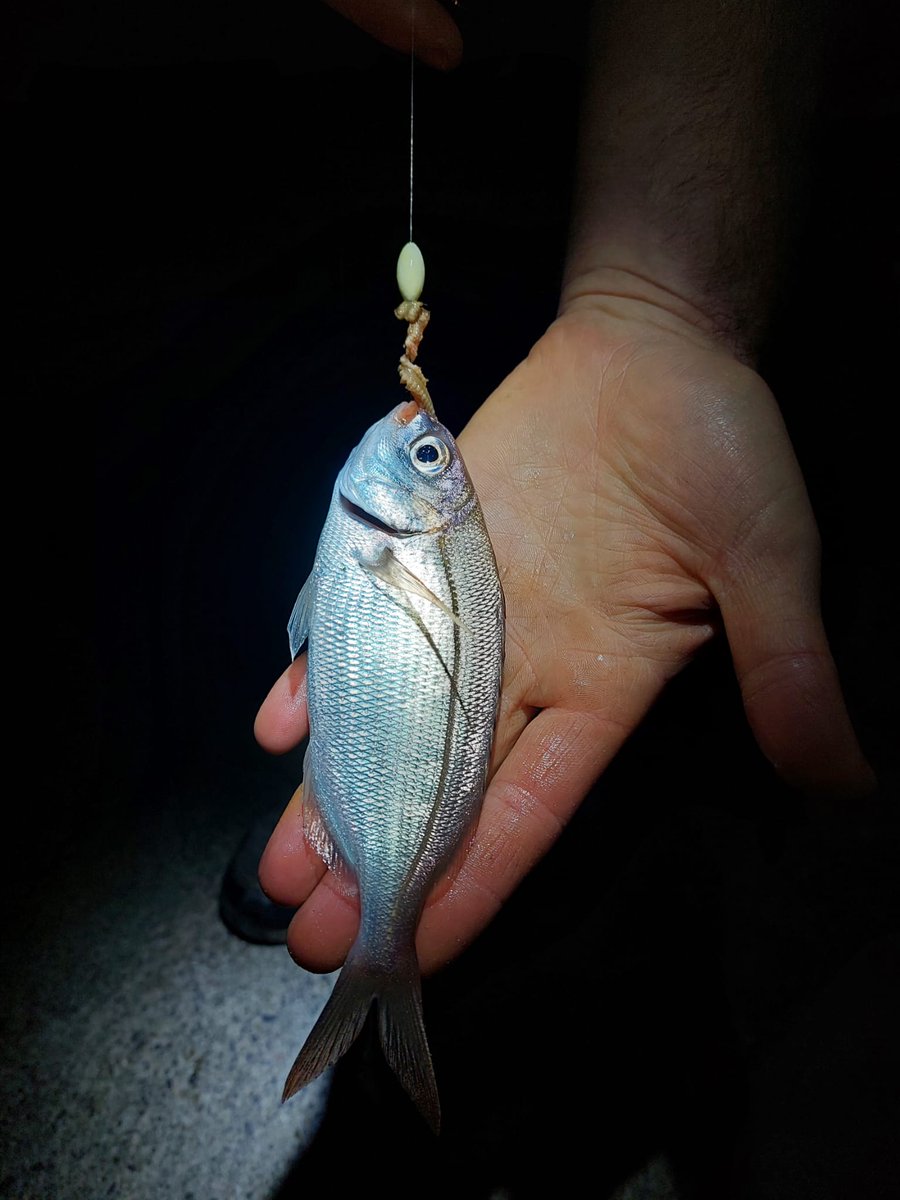 Guess the species

Well that was unexpected for Ian. After having multiple bites and no hookups he dropped his hooks down to try and figure out what he was missing

#fishing #ireland #fishingireland #seafishingireland #fishinguk #specieshunt #wildatlanticway #fishinguk