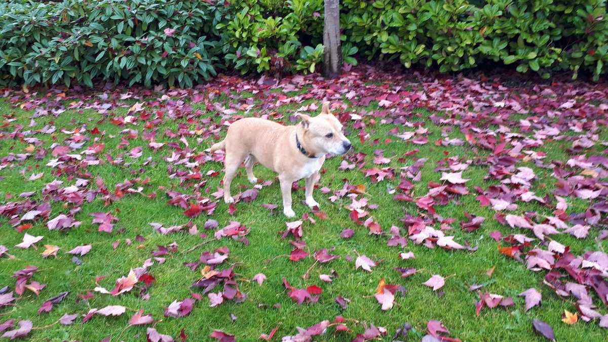 The joy of chasing through fallen leaves #AutumnVibes #dogs