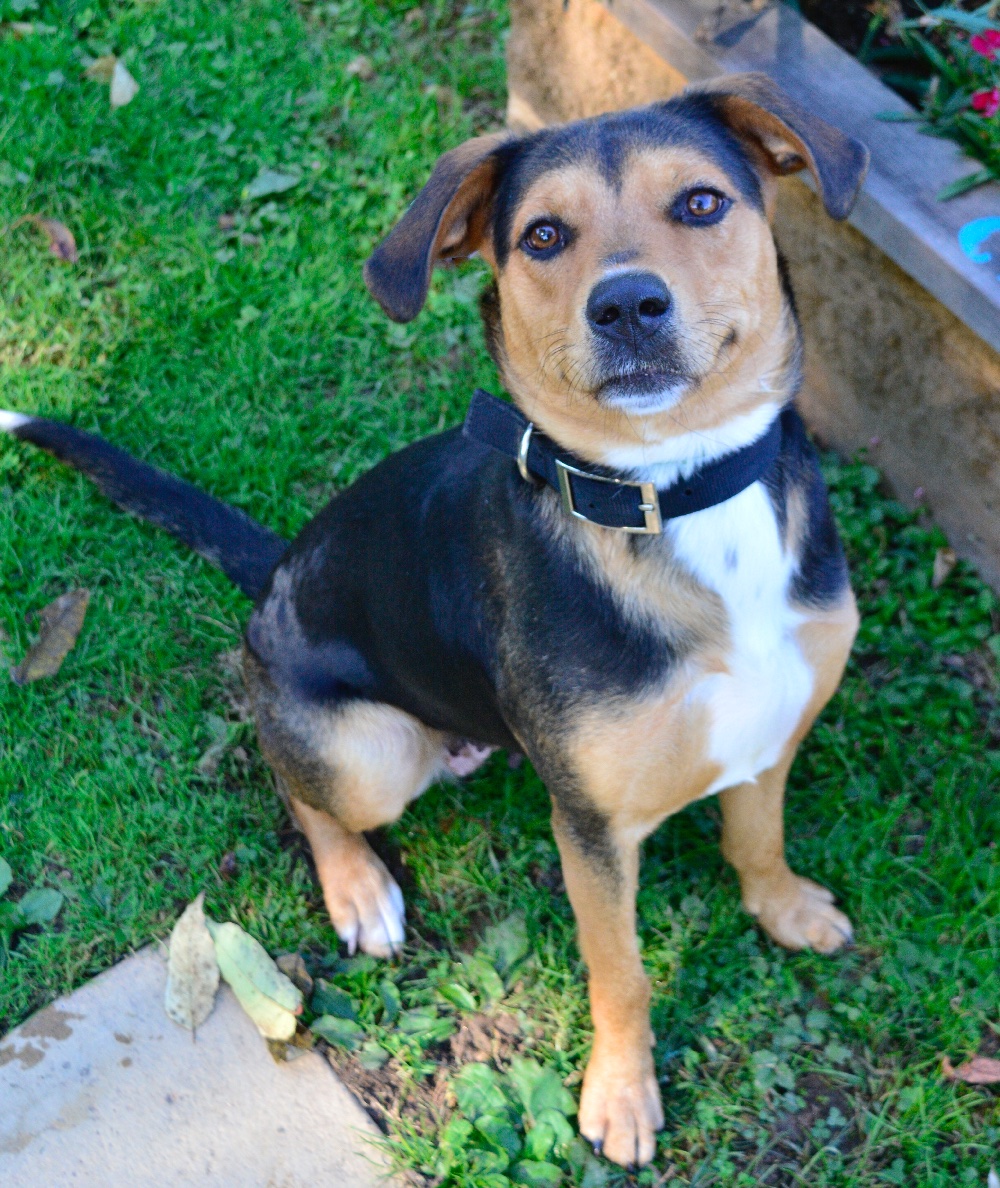 Reba is proudly announcing that this is the final day of our Red Barktober Adoption Special! That means it's the final day adoption fees for dogs like her are reduced 50%. If you're not sure you're ready to adopt, try a sleepover: ProvidenceAC.org/Sleepover!