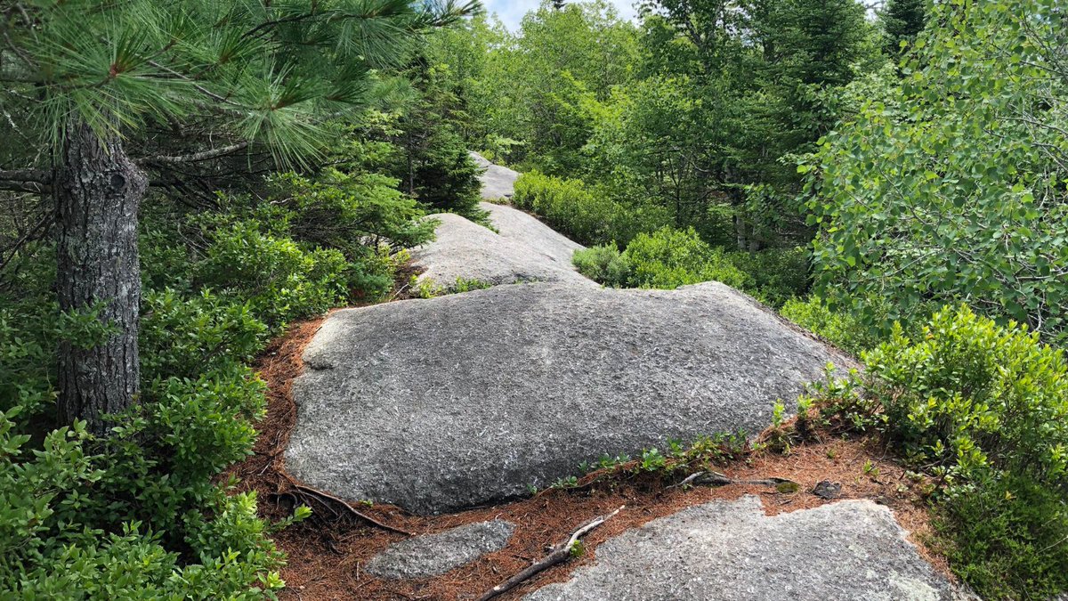 HikeNS's tweet photo. About 13% of Nova Scotia’s landmass is legally protected. Enjoy the trails that connect with or meander through protected areas, but, once there, #KnowWhereYouStand and help protect these crucial spaces. #BluffTrail #FiveBridgeLakesWildernessArea #LeaveNoTrace #HikeNS https://t.co/T4IJyEZGX0