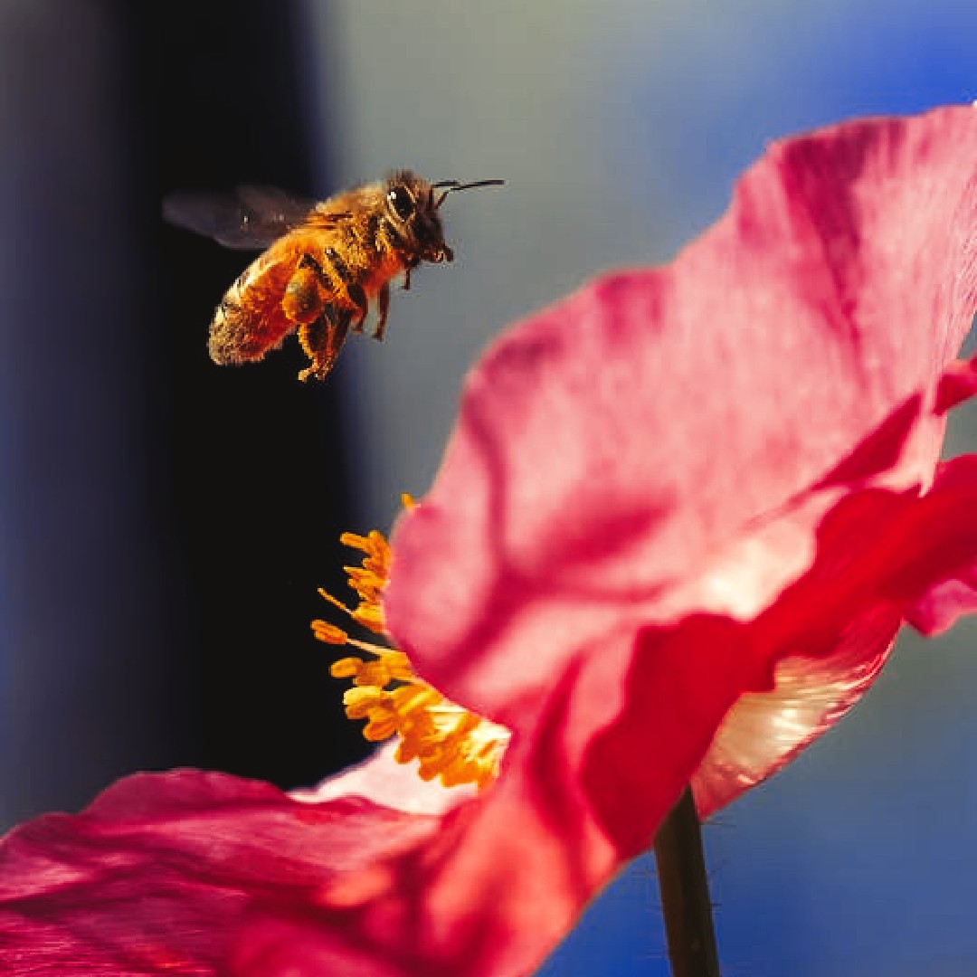 Our pollinators need us!! Our gardens can be easily made into mini wildlife reserves with a massive impact for wildlife! Plant yours with pollinator friendly plants that bloom from earliest Spring to latest Autumn! seedball.co.uk #wildlifegarden #savebees