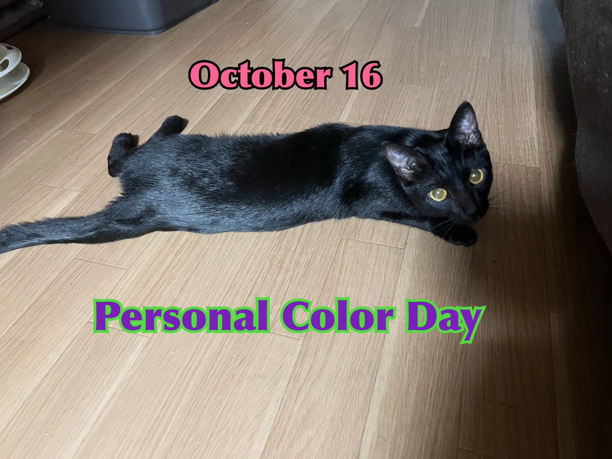 Mel09202020's tweet photo. October 16th is Personal Color Day in Japan🎨
What's your best color?
Since I'm a black cat, any colors look good on me😻😹😹😹
#cat #rescuecat #catsoftwitter #catsontwitter #luasdailylife #adoptdontshop #blackcat
#personalcolorday https://t.co/Wb4l7X6JJ9