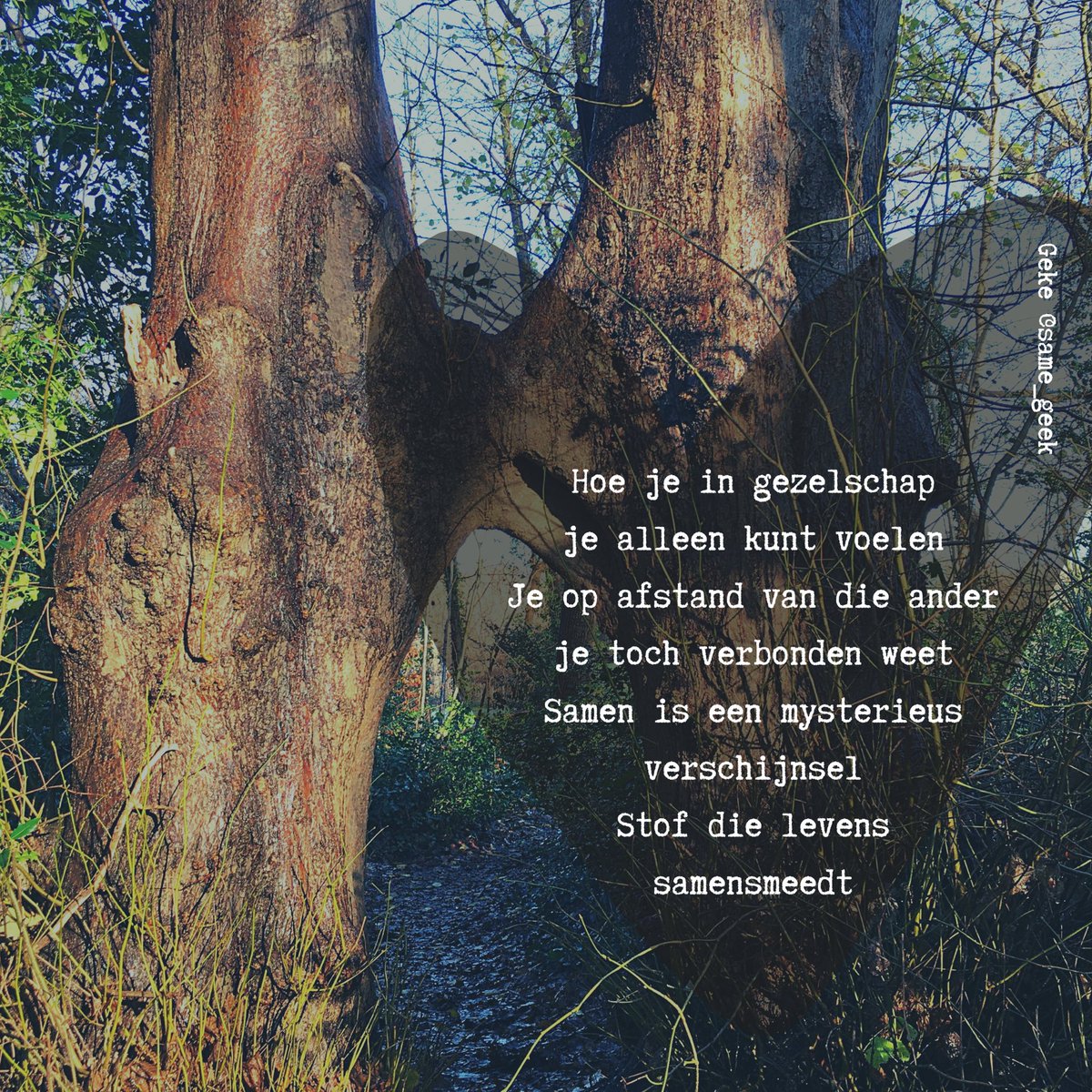 same_geek's tweet photo. #samen #verbinding #verbonden #gezelschap #vriendschap #liefde #relatie #samensmelting #leven #samenzijn #ikdenkaanje #schrijven #instapoezie #samenwerking #inspiratie #bomenfotografie #boom #bomen #havelte #uffelte #domineespaadje #samegeek #meppel https://t.co/lWUsjFBFfz