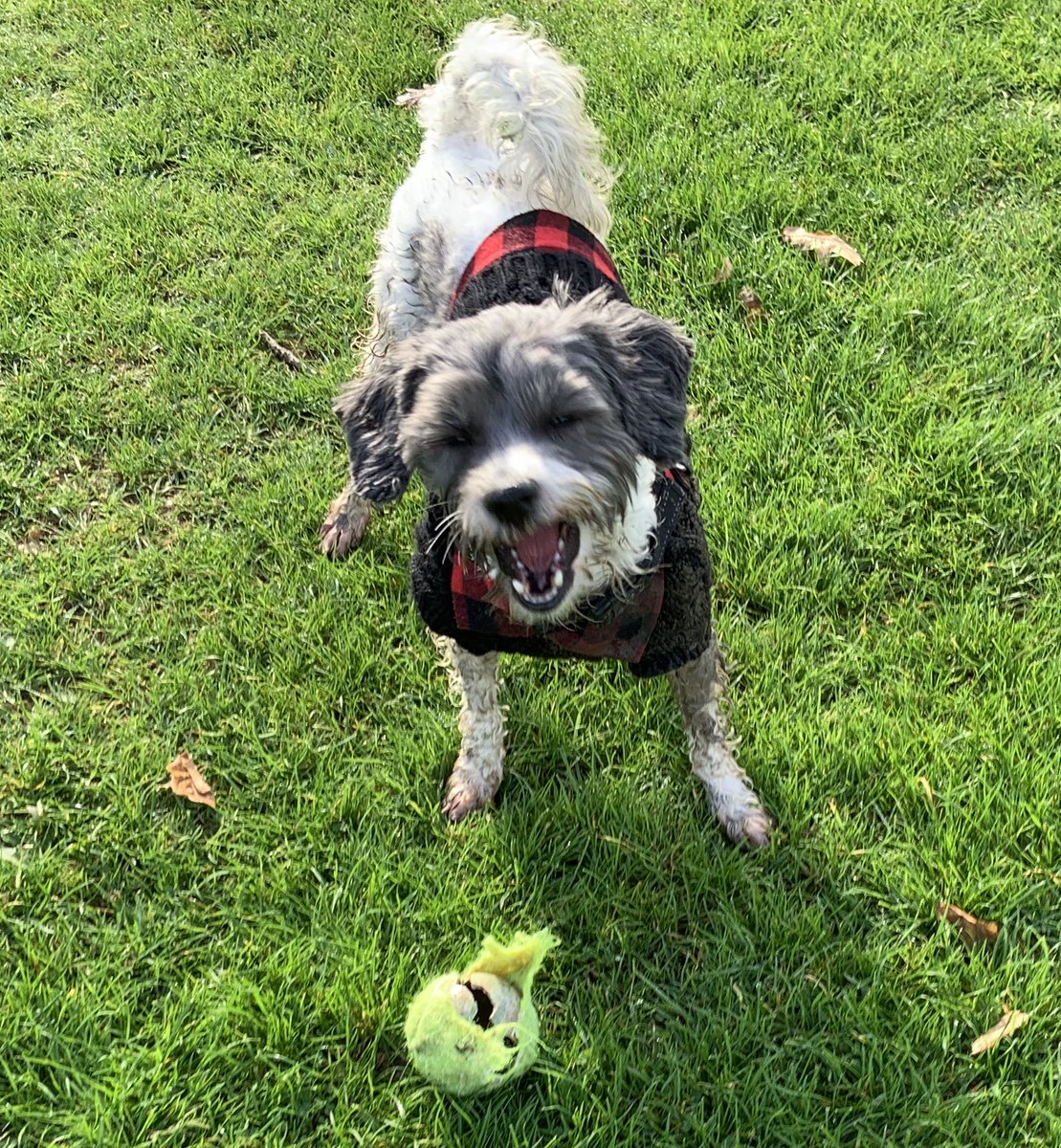 MrPicklestheHavapoo tweet media