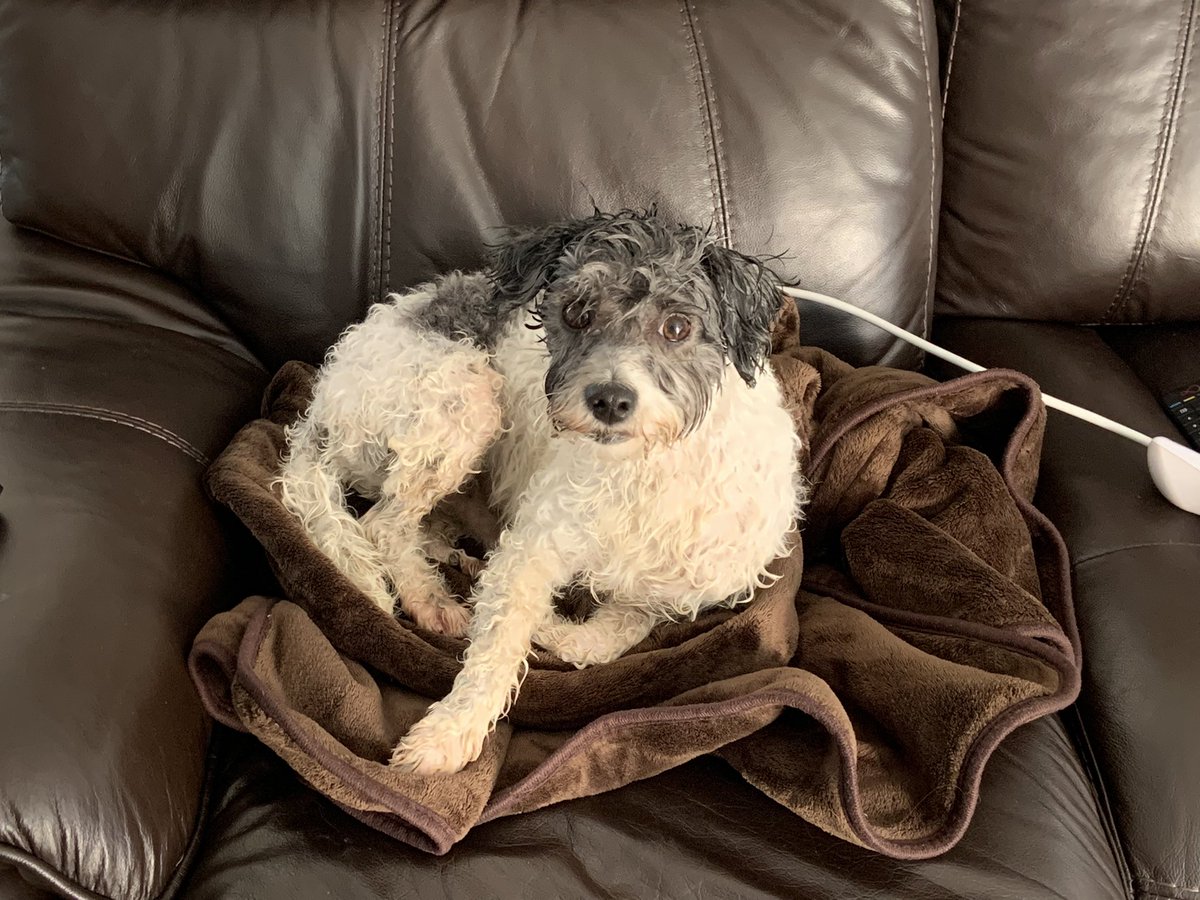 MrPicklestheHavapoo tweet media