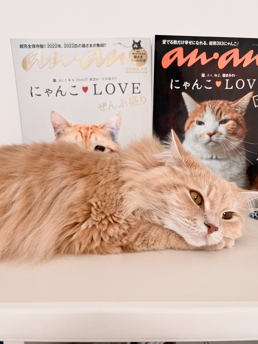 かりんさんや ぐっぴーさんみたいな スーパースターにゃんこ様に憧れるにゃ🥹✨ #anan #anan表紙 #モデルねこ