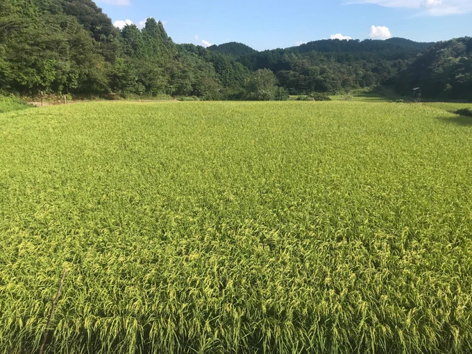 【ご案内】親戚と作っているお米「ヒノヒカリ」(天日干し)の出荷が明日より始まります今年はお米の動きが非常に鈍く、消費にご協力いただけると大変嬉しいです今回、畑で採れたさつまいもや里芋も同封させていただきます。よろしくお願いします⠀【詳細・お申込】 