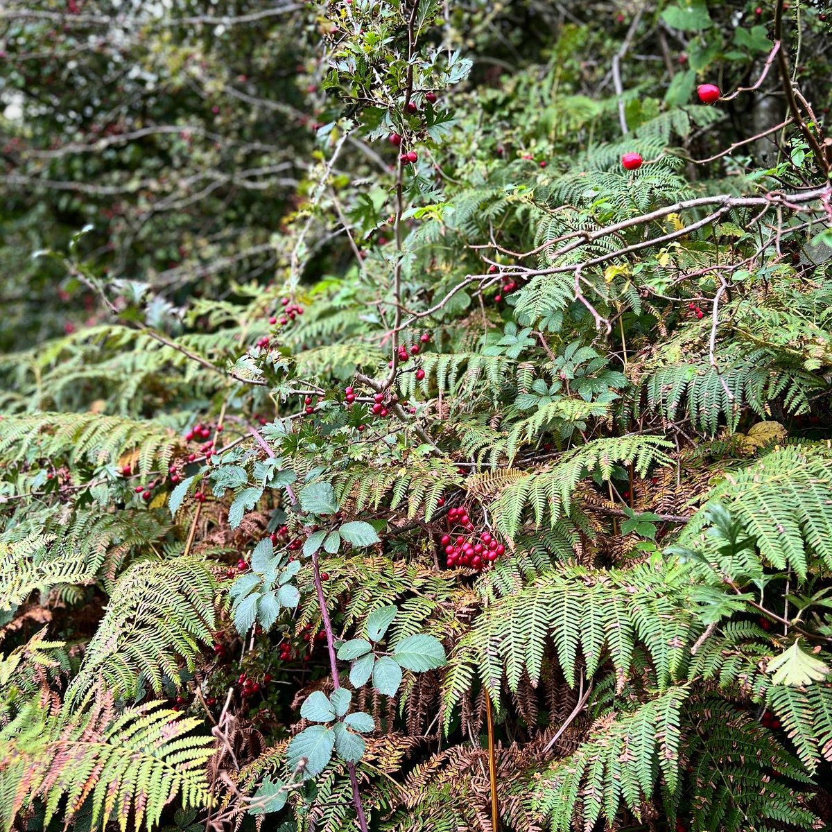 Llan_Rural_Ward's tweet photo. Lliwiau a gweadau | Colours and textures #taithgerddedyrhydref #autumnwalk #aeronporffor #purpleberries (box honeysuckle) #rhisglcoedceirios #cherrytreebark #rhedynen #bracken #dailyrhydref #autumnleaves #llangollenrural #bioamrywiaeth #biodiversity #natur #nature #climatecymru https://t.co/uinXiXOsuC