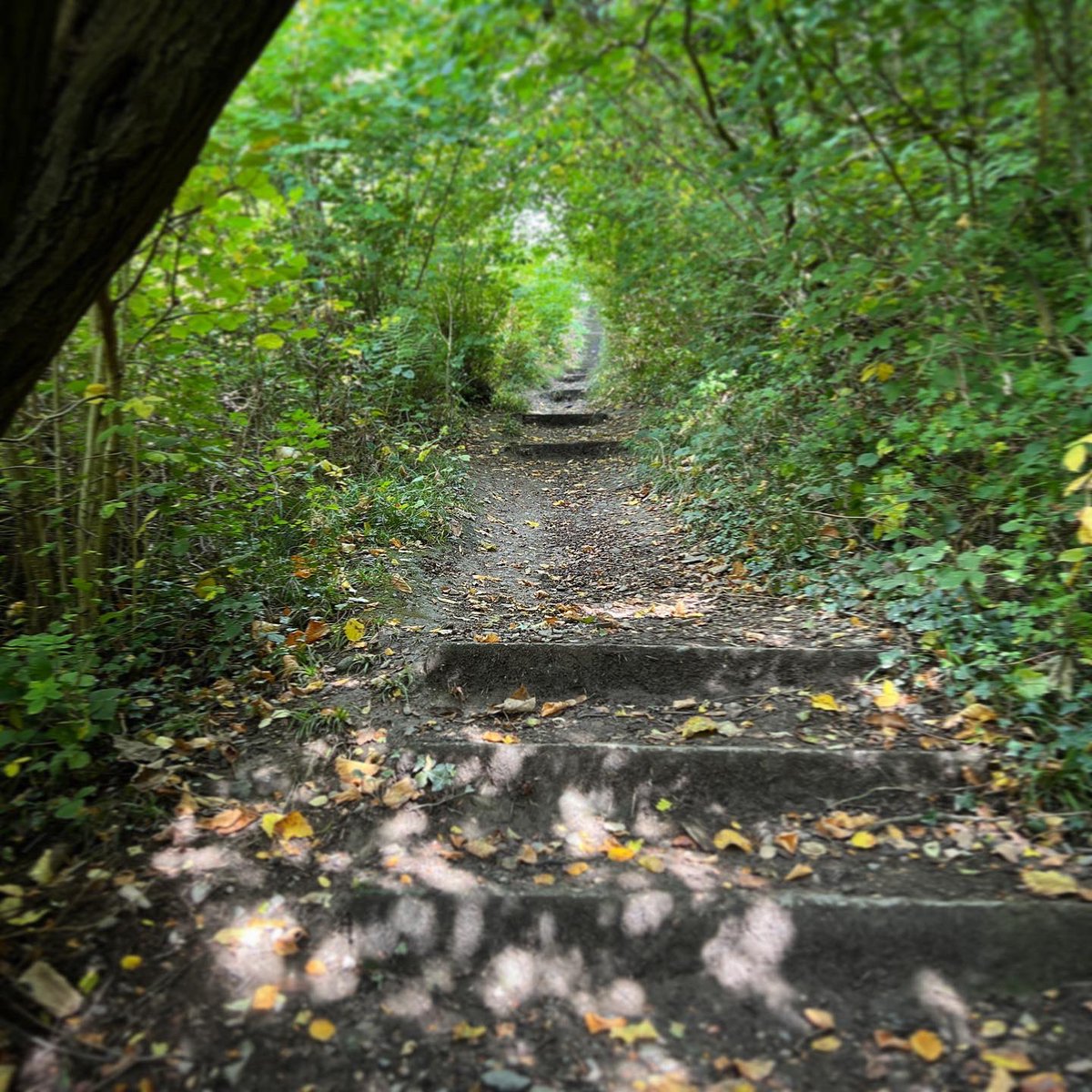 Llan_Rural_Ward's tweet photo. Lliwiau a gweadau | Colours and textures #taithgerddedyrhydref #autumnwalk #aeronporffor #purpleberries (box honeysuckle) #rhisglcoedceirios #cherrytreebark #rhedynen #bracken #dailyrhydref #autumnleaves #llangollenrural #bioamrywiaeth #biodiversity #natur #nature #climatecymru https://t.co/uinXiXOsuC