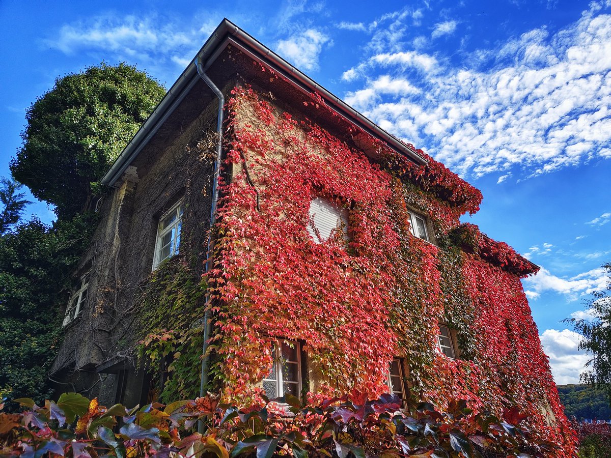 Have a nice Sunday! ⛅
#Wuppertal #Herbst #WilderWein #AutumnVibes #Autumn