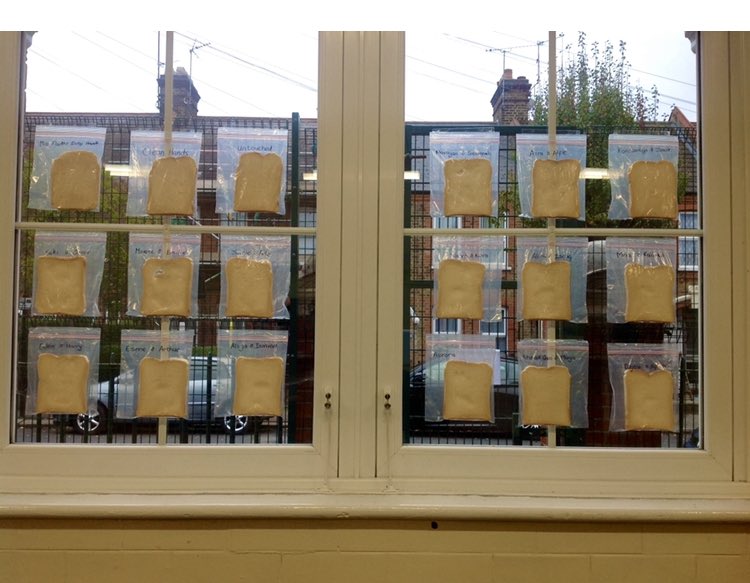 When you’re tucking into your toast tomorrow at breakfast, spare a thought for these brave slices….
Giving themselves over to scientific research for our Y2 children who are learning about microorganisms and the conditions needed for growth. #bravebread 🔬🧫