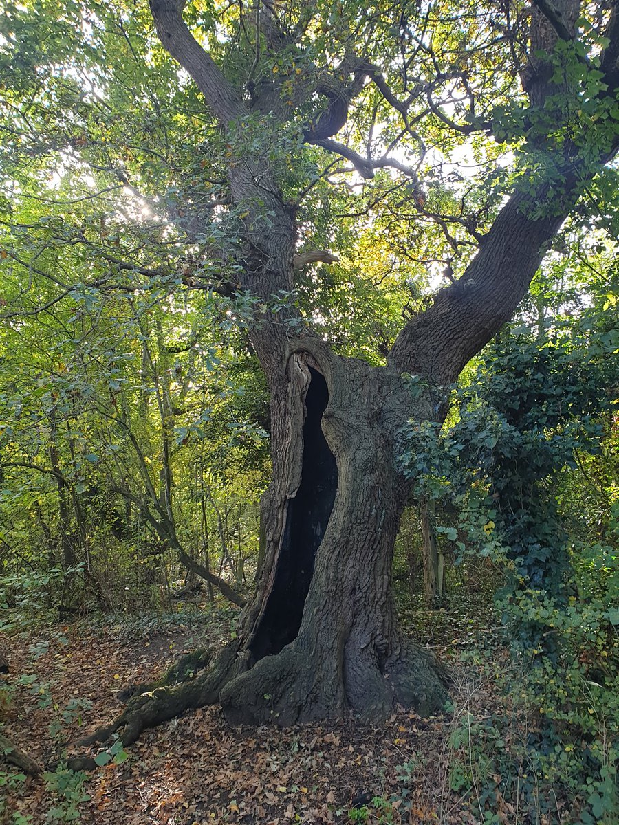 runwithandy's tweet photo. π€Beautiful day for a walk, a run a jog or whatever you do, make it count!ππ«Άπ½πππͺ΅ππ #goodafternoon #brent #ealing #sundayvibes #active #4mile #runwithandy #fitness #goodvibes #workout #october #london #autumn #training #ukrunchat #trailrunning #healthiswealth #runthroughuk https://t.co/c89V3PDiXk