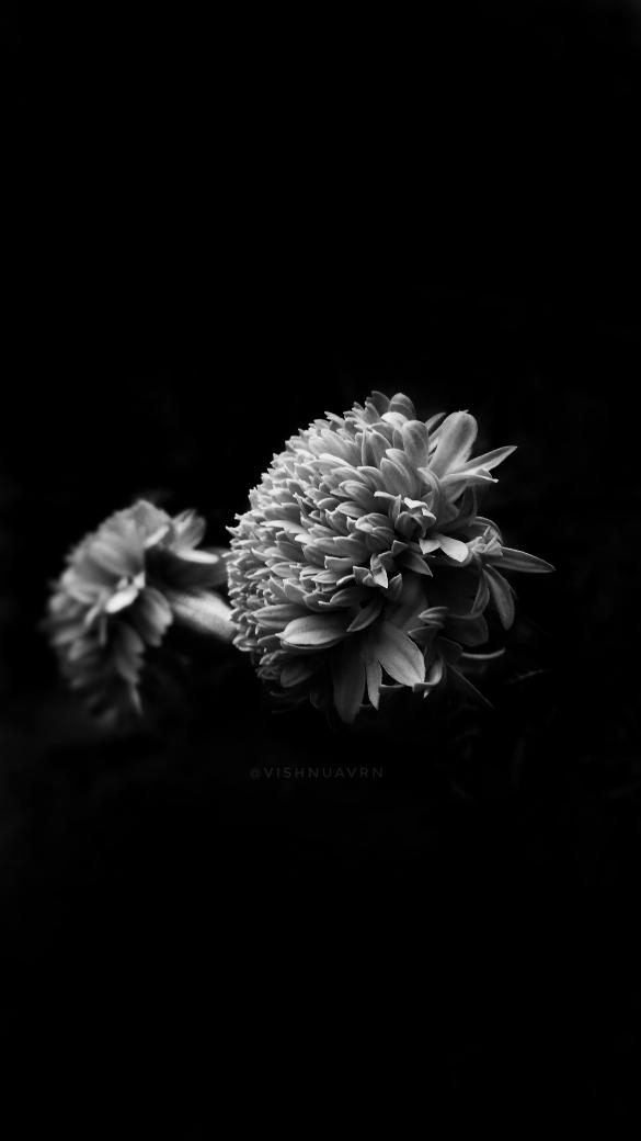 Vishnuavrn3's tweet photo. B/W 
#photograghy #motog5splus #shotonmotorola #shotonmobile #mobilephotography #vishnuavrn #motorolag5splus #kerala #snapseed #entekeralam https://t.co/hIDkpwAAJc