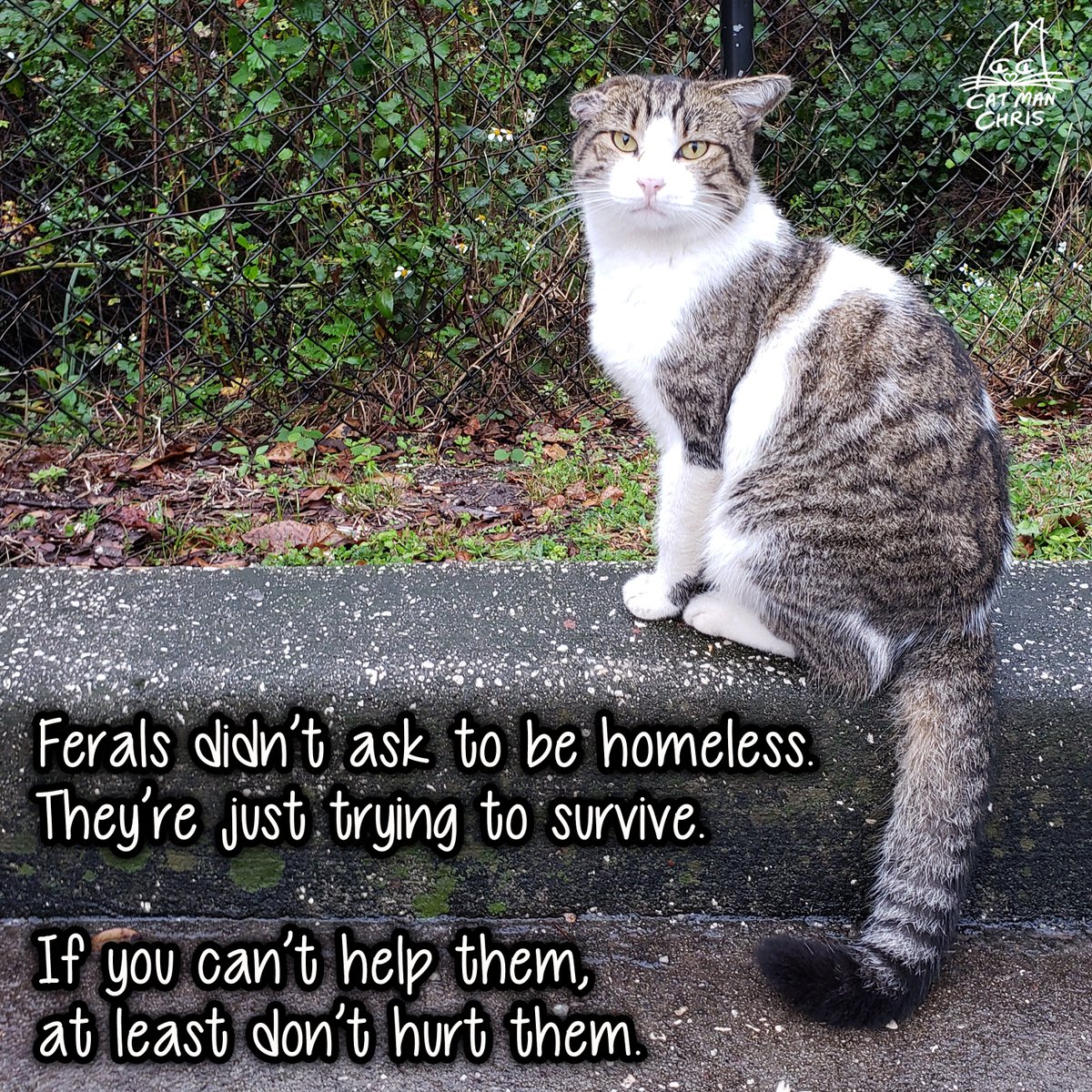 ColeTheBlackCat's tweet image. Global Cat Day is when we call on people around the world to become cat advocates, to be the voice for cats because they can’t speak for themselves, to join the fight to end cruelty to cats worldwide! ❤️😺

#GlobalCatDay #NationalFeralCatDay #BeNiceToFeralCats #Cats #CatDay