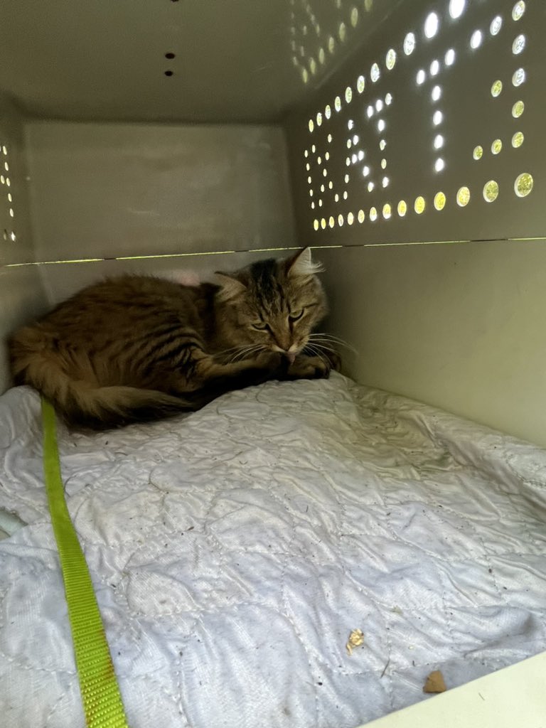 kittyobsessee's tweet photo. https://t.co/lJWeVc5M5o
