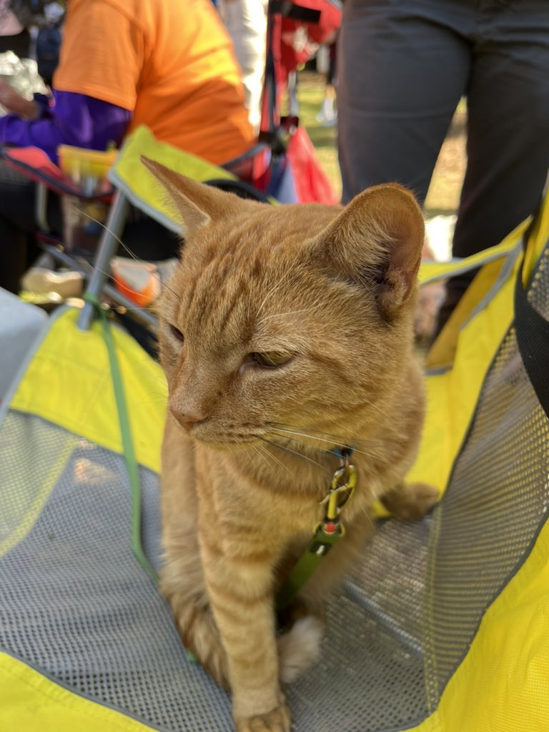 kittyobsessee's tweet photo. https://t.co/lJWeVc5M5o