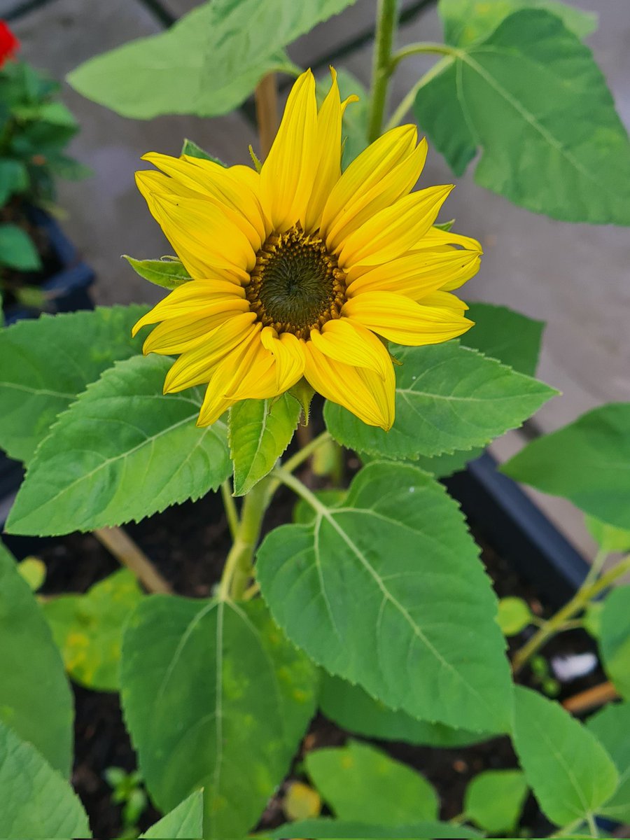 ElizabethJRowan's tweet photo. Loving the our sunflowers bloom that were only planted in September! Remember caring for your personal wellbeing is critical to surviving the day-to-day and work activities that drain us! @teacher5aday @MrTs_NQTs #Notice #Sunflowers #Edutwitter #SwitchOffSunday #Relax #Recharge https://t.co/IBM94H0IbC