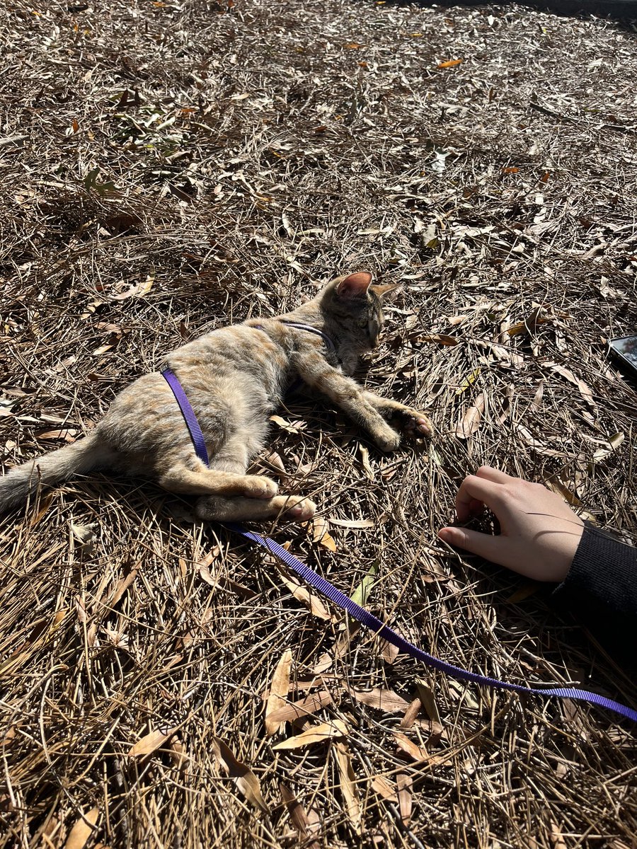 kittyobsessee's tweet photo. Went to meet animals and look at all these cuties https://t.co/2m72VeQ42M