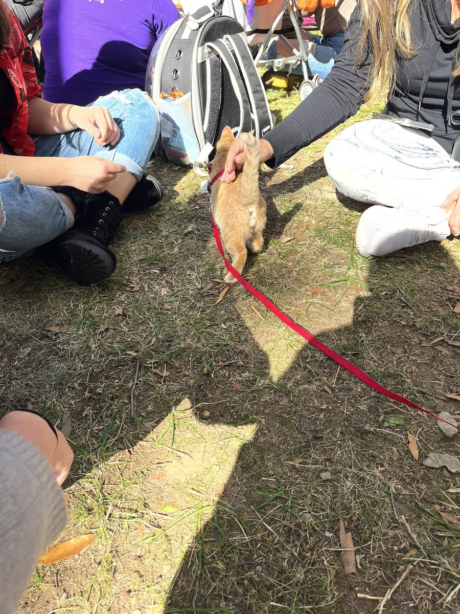 kittyobsessee's tweet photo. Went to meet animals and look at all these cuties https://t.co/2m72VeQ42M