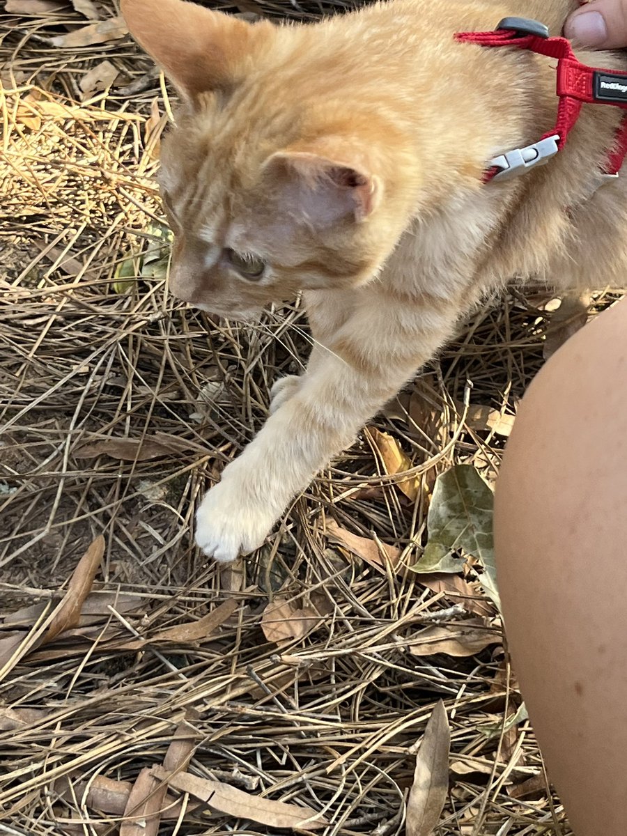 kittyobsessee's tweet photo. Went to meet animals and look at all these cuties https://t.co/2m72VeQ42M
