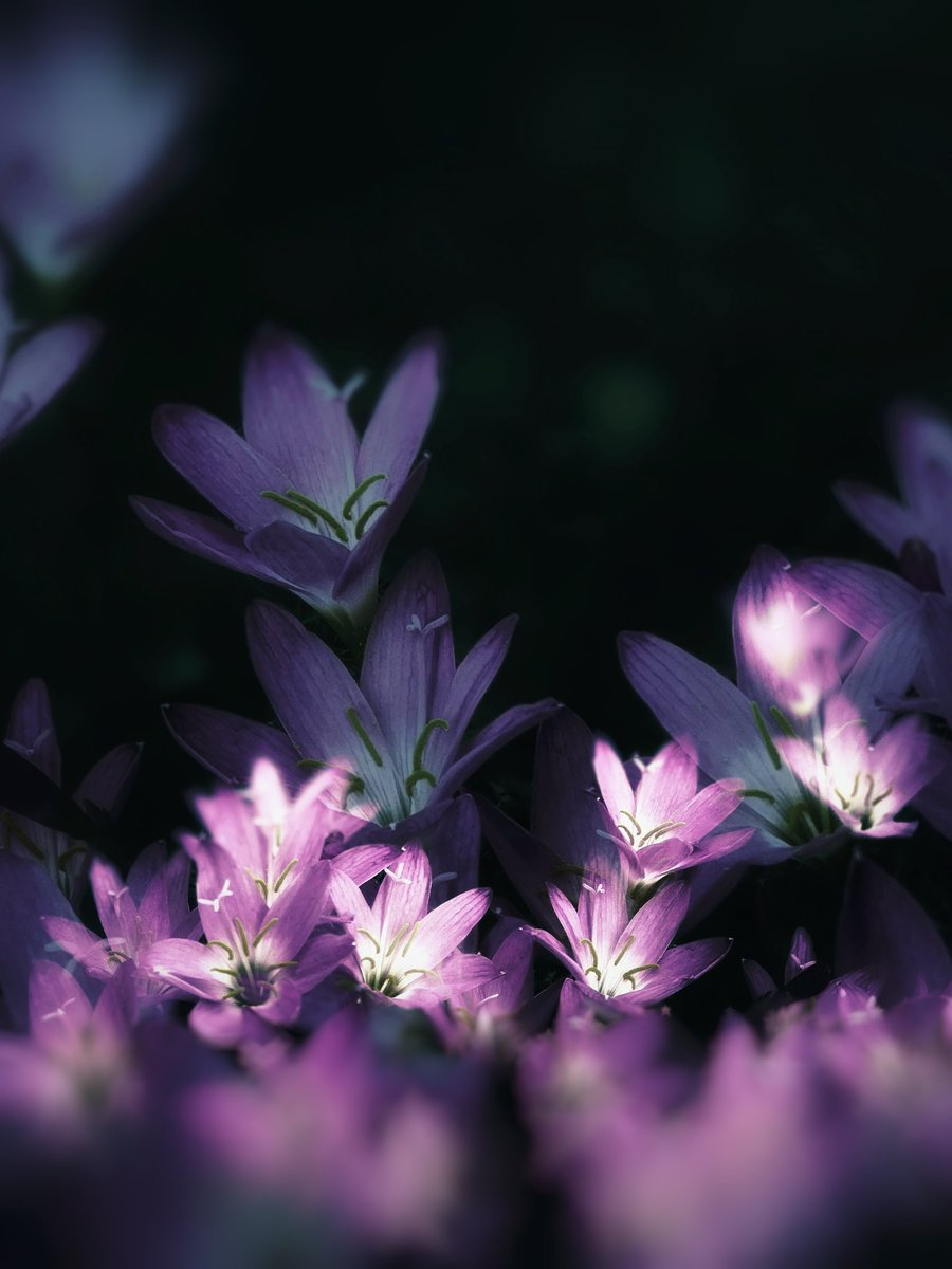 Purple dream 💜 ✨

#beautifulworld #PurpleLightsUp #flowers